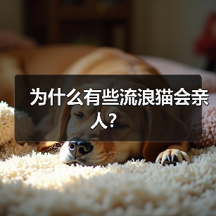 为什么有些流浪猫会亲人｜科学解析与行为特征