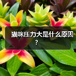 猫咪压力大是什么原因?(图3) 猫咪压力大常见原因及应对方法|养猫注意事项全攻略(图3)