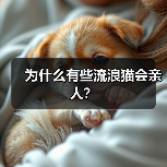 为什么有些流浪猫会亲人?(图4) 为什么有些流浪猫会亲人|科学解析与行为特征(图4)