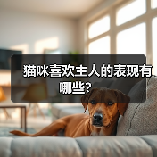 猫咪喜欢主人的表现有哪些?(图3) 猫咪喜欢主人的表现有哪些|常见行为全解析(图3)