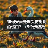 如何处理狗狗伤口｜5个步骤正确护理全攻略(图1)