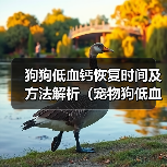 狗狗低血钙恢复时间及方法解析(宠物狗低血钙问题分析与解决方案探讨)(图4) 狗狗低血钙恢复方法与时间解析|实用指南(图4)