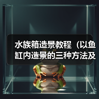水族箱造景教程｜实用指南