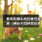 老鹰猫头鹰食性差异全攻略(图3)