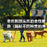 老鹰猫头鹰食性差异全攻略(图4)