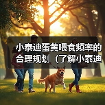 小泰迪喂食蛋黄频率指南｜科学规划营养摄入