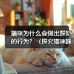 猫咪踩奶行为的原因及意义全攻略