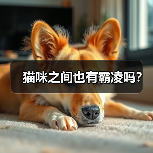 猫咪之间也有霸凌吗?(图4) 猫咪之间也有霸凌现象全攻略(图4)