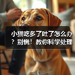 小猫吃多了吐了怎么办全攻略(图3)