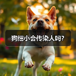 犬细小会传染人吗全攻略