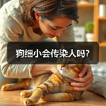 犬细小会传染人吗全攻略(图2)