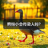 犬细小会传染人吗全攻略(图3)