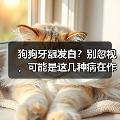 狗狗牙龈发白?别忽视,可能是这几种病在作祟(图2) 狗狗牙龈发白原因及应对全攻略(图2)