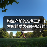 狗生产前的准备工作(为你的爱犬做好充分的准备)(图3) 狗狗生产准备全攻略(图3)
