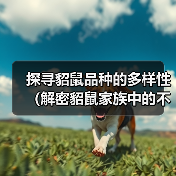 探寻貂鼠品种的多样性(解密貂鼠家族中的不同特征和习性)(图1) 貂鼠品种多样性全攻略(图1)