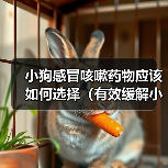 小狗感冒咳嗽药物选择及使用注意事项全攻略(图1)