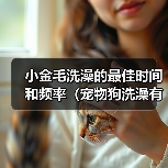 小金毛洗澡最佳时间和频率全攻略