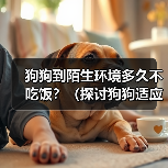 狗狗到陌生环境多久不吃饭全攻略