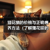 狸花猫价格与喂养指南｜全面解析养猫要点
