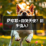 萨摩耶优缺点及健康问题｜新手养狗全攻略