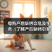 母狗产后缺钙危害与预防全攻略(图2)