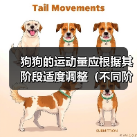 狗狗运动量调整指南｜不同阶段科学运动方案(图2)