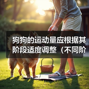 狗狗运动量调整指南｜不同阶段科学运动方案(图1)