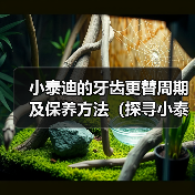 小泰迪牙齿更替周期与保养全攻略(图2)