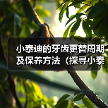 小泰迪牙齿更替周期与保养全攻略(图4)