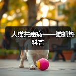 猫抓热症状与预防指南｜人猫共患病科普全解析(图4)