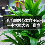 狗狗髋关节发育不良症状与预防全攻略(图1)