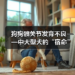 狗狗髋关节发育不良症状与预防全攻略(图2)