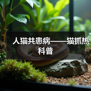 猫抓热症状与预防指南｜人猫共患病科普全解析(图3)