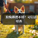 狗狗肠胃不好?可以这样养(图4) 狗狗肠胃不好怎么养|科学调理全攻略(图4)