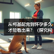从柯基配完到怀孕多久才能看出来?(探究柯基繁殖的时间节点和迹象)(图2) 柯基配种后怀孕迹象与时间解析|繁殖全攻略(图2)