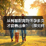 从柯基配完到怀孕多久才能看出来?(探究柯基繁殖的时间节点和迹象)(图3) 柯基配种后怀孕迹象与时间解析|繁殖全攻略(图3)