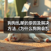狗狗乱尿原因及解决方法全攻略(图2)