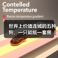 五种天价狗种揭秘：豪华犬价值堪比房产全攻略(图2)