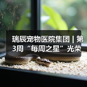 瑞辰宠物医院集团 | 第3周“每周之星”光荣榜(图4) 瑞辰每周之星光荣榜:优秀员工事迹全攻略(图4)