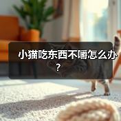 小猫吃东西不嚼怎么办?(图3) 猫咪吃饭不嚼怎么办?实用全攻略(图3)