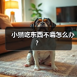 小猫吃东西不嚼怎么办?(图2) 猫咪吃饭不嚼怎么办?实用全攻略(图2)