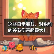 这些日常细节,对狗狗的关节伤害超级大!(图4) 这些日常细节对狗狗关节伤害超级大全攻略(图4)
