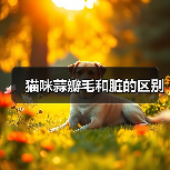 猫咪蒜瓣毛和脏的区别(图3) 猫咪蒜瓣毛和脏的区别|实用指南(图3)