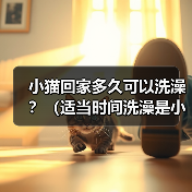 小猫回家多久可以洗澡?(适当时间洗澡是小猫健康的关键)(图2) 小猫回家多久洗澡|实用指南(图2)