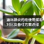 猫咪肠炎药物使用频率对比及最佳方案选择(图4) 猫咪肠炎药物使用频率对比及最佳方案选择全攻略(图4)