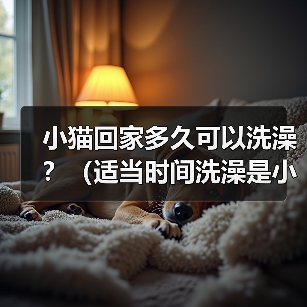 小猫回家多久洗澡｜实用指南