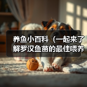 养鱼小百科(一起来了解罗汉鱼苗的最佳喂养时间吧!)(图3) 罗汉鱼苗最佳喂养时间全攻略(图3)