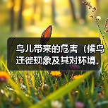 鸟儿带来的危害(候鸟迁徙现象及其对环境、农作物和人类健康的潜在影响)(图3) 鸟儿带来的危害|全攻略(图3)
