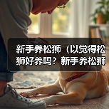 新手养松狮(以觉得松狮好养吗?新手养松狮该注意什么事项?)(图3) 新手养松狮全攻略|觉得松狮好养吗新手养松狮该注意什么事项(图3)