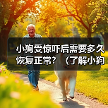 小狗受惊吓后需要多久恢复正常?(了解小狗受惊吓后的行为变化及恢复时间)(图3) 小狗受惊吓后恢复时间及应对方法全攻略(图3)